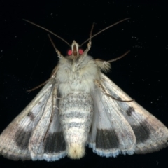 Helicoverpa punctigera at Ainslie, ACT - 3 Dec 2019