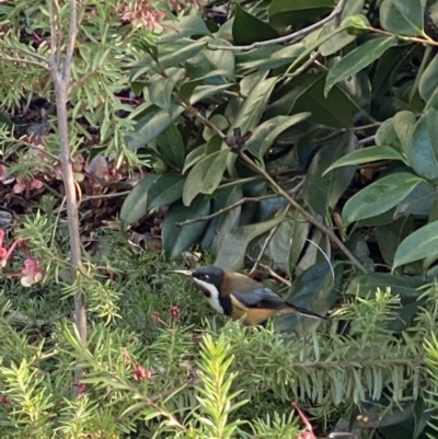 Acanthorhynchus tenuirostris (Eastern Spinebill) at Hughes, ACT - 25 Jul 2020 by KL