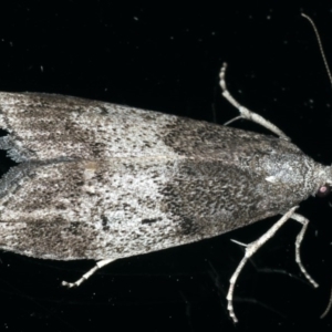 Aphomia baryptera at Ainslie, ACT - 3 Dec 2019