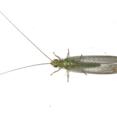 Mallada signatus (Green Lacewing) at Ainslie, ACT - 4 Dec 2019 by jbromilow50