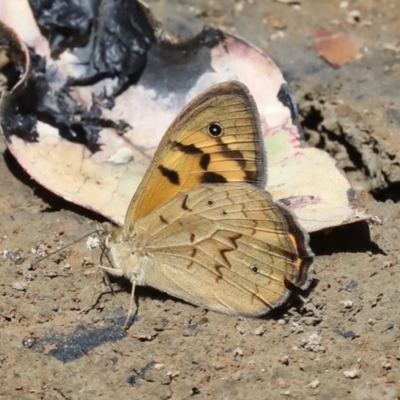 Heteronympha merope (Common Brown Butterfly) at Hall, ACT - 4 Dec 2019 by jb2602