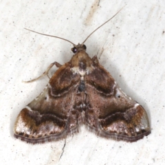 Scenedra decoratalis (A Pyralid moth) at Ainslie, ACT - 4 Dec 2019 by jb2602