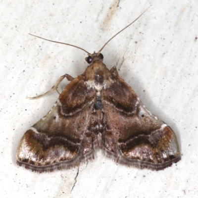 Scenedra decoratalis (A Pyralid moth) at Ainslie, ACT - 4 Dec 2019 by jbromilow50