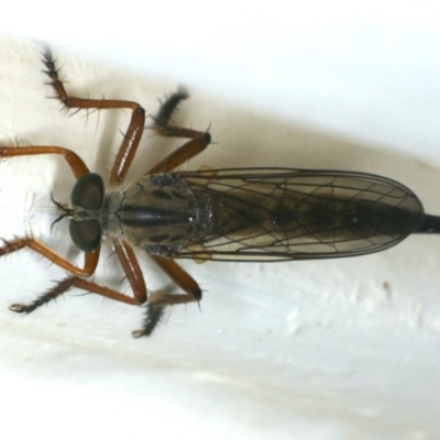 Cerdistus sp. (genus) (Yellow Slender Robber Fly) at Ainslie, ACT - 5 Dec 2019 by jbromilow50