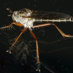 Cerdistus sp. (genus) (Yellow Slender Robber Fly) at Ainslie, ACT - 5 Dec 2019 by jbromilow50