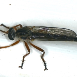 Cerdistus sp. (genus) at Ainslie, ACT - 5 Dec 2019 10:59 PM