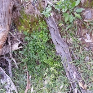 Asparagus asparagoides at Campbell, ACT - 25 Jul 2020 09:38 AM