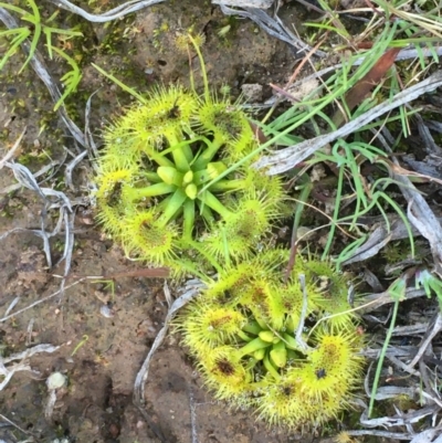 Drosera sp. (A Sundew) at National Arboretum Forests - 24 Jul 2020 by JaneR