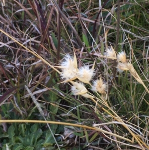 Rytidosperma sp. at Molonglo Valley, ACT - 24 Jul 2020