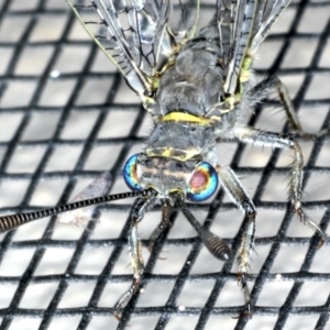 Bandidus canifrons at Ainslie, ACT - 5 Dec 2019 10:18 PM