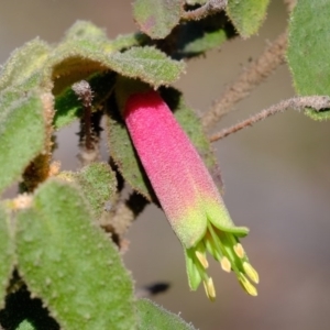 Correa reflexa var. reflexa at Coree, ACT - 25 Jul 2020 11:55 AM