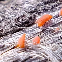 Dacryopinax spathularia (Dacryopinax spathularia) at Stony Creek - 25 Jul 2020 by Kurt