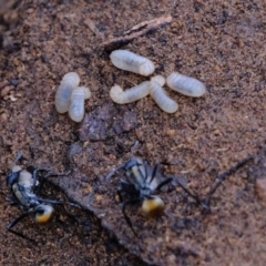 Polyrhachis ammon (Golden-spined Ant, Golden Ant) at Uriarra Village, ACT - 25 Jul 2020 by Kurt