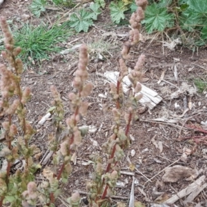 Amaranthus retroflexus at Yarralumla, ACT - 24 Jul 2020 07:31 PM