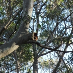 Native tree with hollow(s) (Native tree with hollow(s)) at Moruya Heads, NSW - 25 Jul 2020 by nickhopkins
