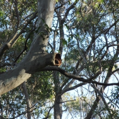 Native tree with hollow(s) (Native tree with hollow(s)) at Moruya Heads, NSW - 25 Jul 2020 by nickhopkins