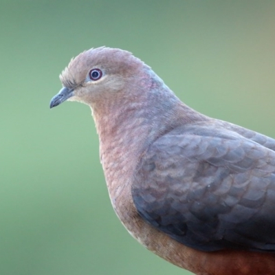 Macropygia phasianella (Brown Cuckoo-dove) at Merimbula, NSW - 25 Jul 2020 by Leo