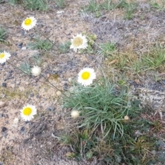 Leucochrysum albicans subsp. tricolor (Hoary Sunray) at Queanbeyan West, NSW - 25 Jul 2020 by tpreston