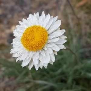 Leucochrysum albicans subsp. tricolor at Queanbeyan West, NSW - 25 Jul 2020