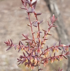 Leucopogon fletcheri subsp. brevisepalus at Queanbeyan West, NSW - 25 Jul 2020