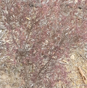 Leucopogon fletcheri subsp. brevisepalus at Queanbeyan West, NSW - 25 Jul 2020