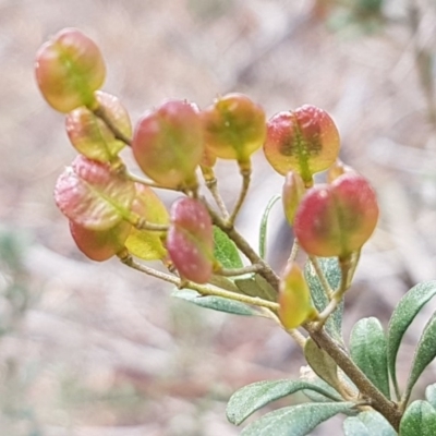 Bursaria spinosa subsp. lasiophylla (Australian Blackthorn) at Queanbeyan West, NSW - 25 Jul 2020 by tpreston