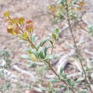 Bursaria spinosa subsp. lasiophylla at Queanbeyan West, NSW - 25 Jul 2020