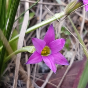 Romulea rosea var. australis at Queanbeyan West, NSW - 25 Jul 2020