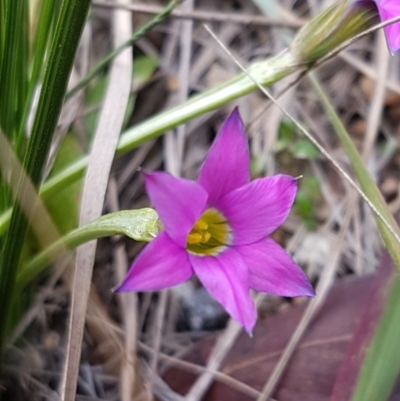 Romulea rosea var. australis (Onion Grass) at Queanbeyan West, NSW - 25 Jul 2020 by trevorpreston