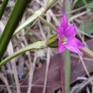 Romulea rosea var. australis at Queanbeyan West, NSW - 25 Jul 2020