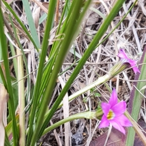 Romulea rosea var. australis at Queanbeyan West, NSW - 25 Jul 2020