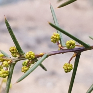 Acacia genistifolia at Queanbeyan West, NSW - 25 Jul 2020