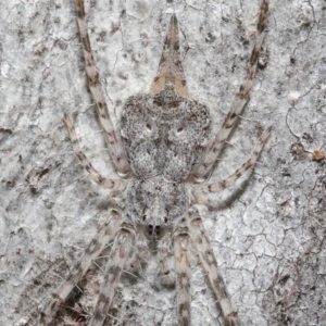 Tamopsis sp. (genus) at Acton, ACT - 7 Jul 2020