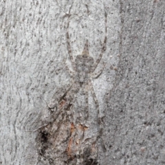 Tamopsis sp. (genus) at Acton, ACT - 7 Jul 2020