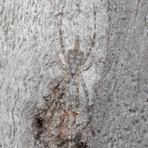 Tamopsis sp. (genus) at Acton, ACT - 7 Jul 2020