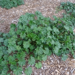 Malva parviflora at Yarralumla, ACT - 25 Jul 2020 03:24 PM