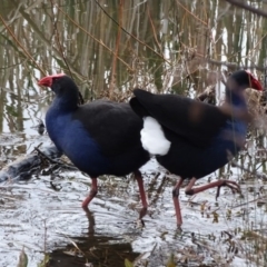 Porphyrio melanotus (Australasian Swamphen) at Yarralumla, ACT - 25 Jul 2020 by Mike