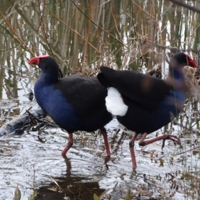 Porphyrio melanotus (Australasian Swamphen) at Yarralumla, ACT - 25 Jul 2020 by Mike