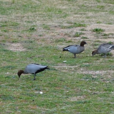 Chenonetta jubata (Australian Wood Duck) at Yarralumla, ACT - 25 Jul 2020 by Mike