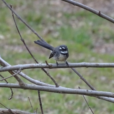 Rhipidura albiscapa (Grey Fantail) at Yarralumla, ACT - 25 Jul 2020 by Mike