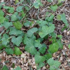 Hedera helix (Ivy) at Yarralumla, ACT - 25 Jul 2020 by Mike