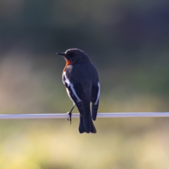 Petroica phoenicea (Flame Robin) at Tuggeranong DC, ACT - 22 Jul 2020 by JohnHurrell