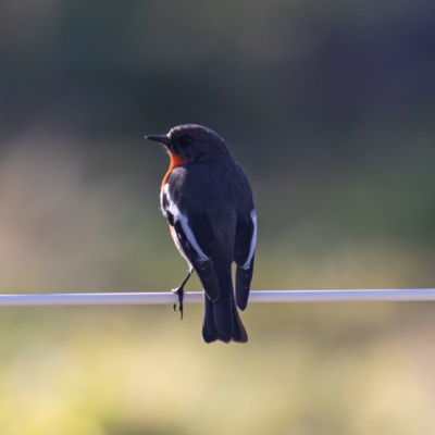 Petroica phoenicea (Flame Robin) at Cooleman Ridge - 22 Jul 2020 by JohnHurrell