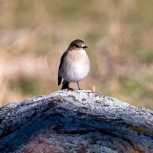 Petroica phoenicea at Tuggeranong DC, ACT - 22 Jul 2020