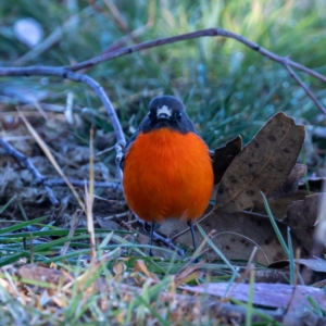 Petroica phoenicea at Tuggeranong DC, ACT - 22 Jul 2020