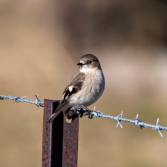 Petroica phoenicea at Tuggeranong DC, ACT - 22 Jul 2020