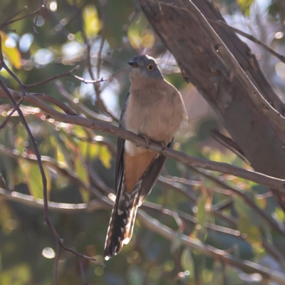 Cacomantis flabelliformis (Fan-tailed Cuckoo) at Tuggeranong DC, ACT - 22 Jul 2020 by JohnHurrell