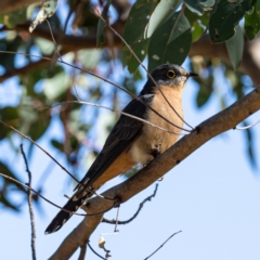 Cacomantis flabelliformis at Tuggeranong DC, ACT - 22 Jul 2020 12:21 PM