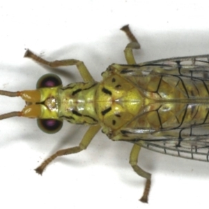 Italochrysa insignis at Ainslie, ACT - 5 Dec 2019 10:56 PM