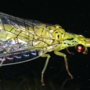 Italochrysa insignis at Ainslie, ACT - 5 Dec 2019